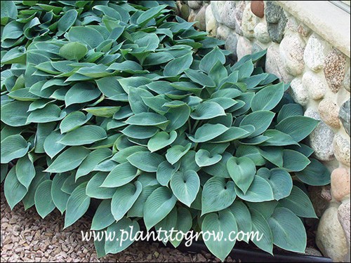 Hosta Halcyon